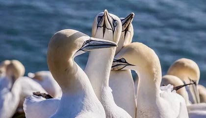 jiuyou.com-FPX新中单加入国家集训队，fpx战队新中单